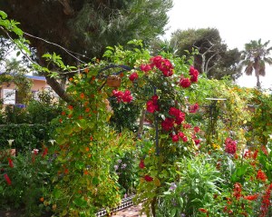 Seaside garden, Oualidia.