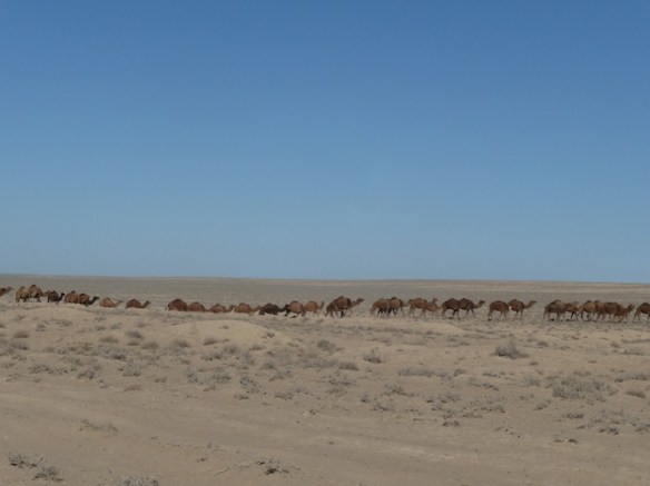 Camels in the desert