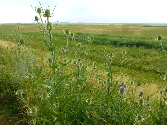 Teasels on the marsh wall