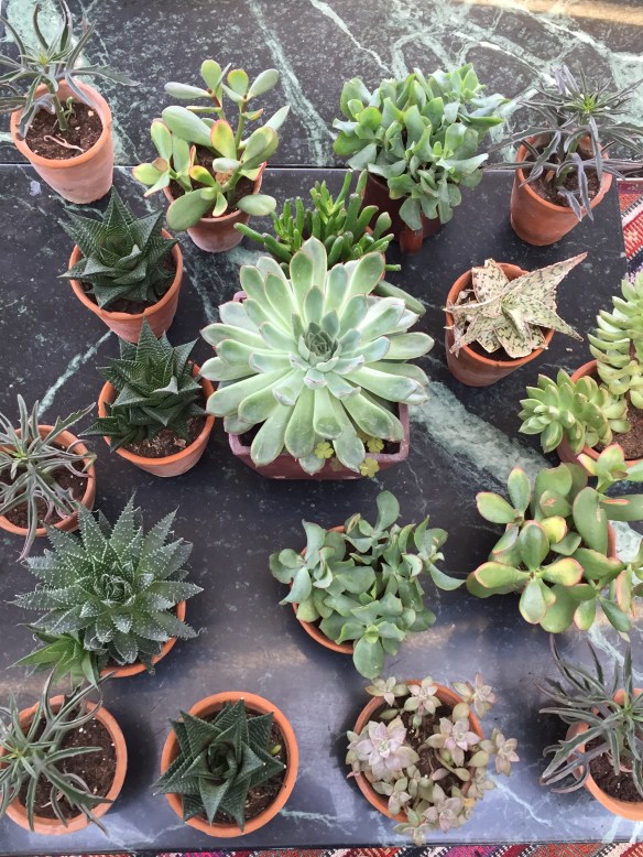 Little green scenesters